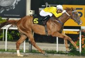 Huka Falls (Joao Moreira) at his sixth win on January 4.<br>Photo by Singapore Turf Club